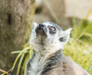 Fototapeta premium Lemur Looking Up