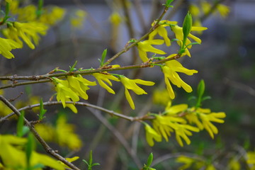 Forsythia flowers, spring, Easter tree