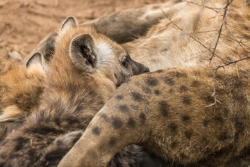 Hyena Pup Feeding