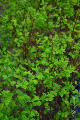 Obraz premium Spiraea betulifolia, green hedge, leaves