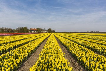 Fototapeta na wymiar Yellow tulip field in the Noordoostpolder municipality, Flevoland