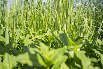 Fresh green grass, meadow, daylight, sunny day.