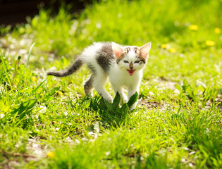 Naklejka na ściany i meble Playful little kitten in summer garden in grass