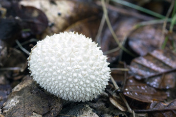 Lycoperdon perlatum edible mushroom, shot in the Czech Republic, Europe © Milan