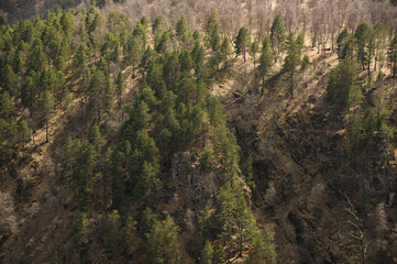 Fototapeta premium Mixed forest. Spring in the mountains. Background.