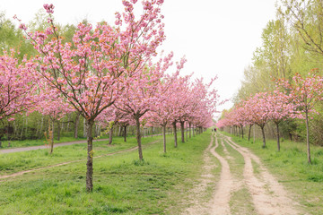 japanese cherry blossoms in spring