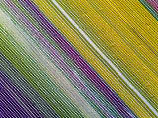 Aerial view of striped and colorful tulip field in the Noordoostpolder municipality, Flevoland