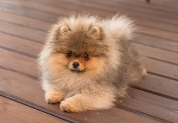 Fototapeta na wymiar Pomeranian puppy