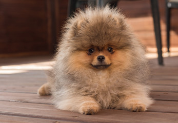 Fototapeta na wymiar Pomeranian puppy