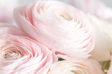 many layered petals. Persian buttercup. Bunch pale pink ranunculus flowers light background. Wallpaper, Vertical photo