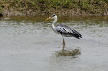 Heron cendré; Ardea cinerea, Grey Heron