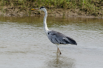Heron cendré; Ardea cinerea, Grey Heron
