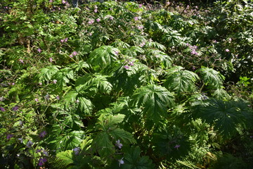 sunny day in hamburg with green water and nice nature