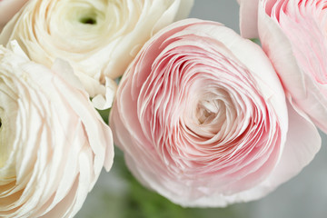 Persian buttercup in glass vases. Bunch pale pink ranunculus flowers light background. Wallpaper,