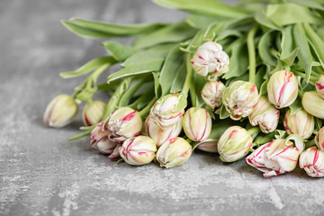 Bunch white tulips with red stripes. Beautiful spring flowers and florist equipment on gray background. Grown on plantations in the Netherlands