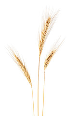 Fototapeta premium Ear of rye on a white background