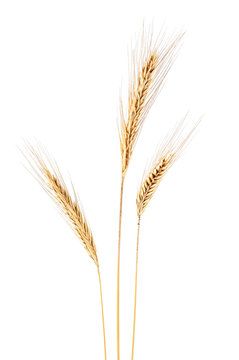 Ear of rye on a white background