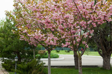 Fototapeta na wymiar Blossoming peach tree branches.