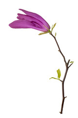 Single pink magnolia flower.
Pink magnolia flower isolated on a white background.
