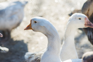 Geese walk along the bird's yard, poultry farm.