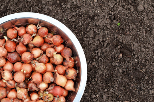 Small onions for planting in metal bowl top view on prepared soil background in garden spring with copy space for text.