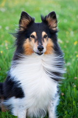 Shetland sheepdog, sheltie portrait in a meadow