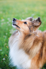 Shetland sheepdog, sheltie portrait in a meadow