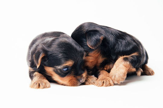 Two yorkshire puppies on white background.