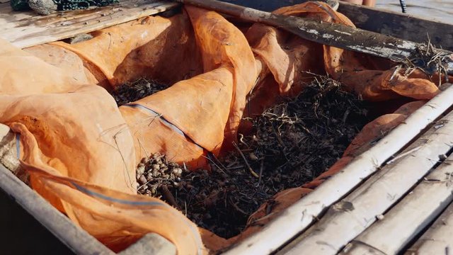 Clammer pouring fresh clams into a dugout canoe ( close up )