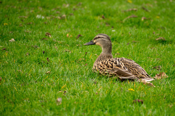 Duck in the Grass