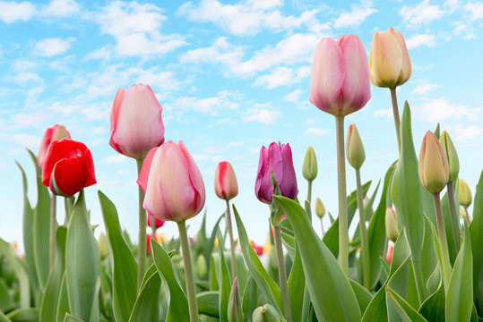 bunte Tulpen und hellblauer Himmel mit W&ouml;lkchen