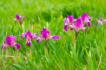  wild flowers irises on a bright green meadow in spring light mood