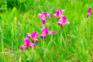  wild flowers irises on a bright green meadow in spring light mood
