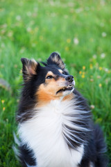Shetland sheepdog, sheltie portrait in a meadow