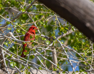Summer tanager in cottonwood tree during spring migration