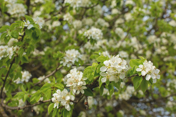 Blossoming tree in spring close-up