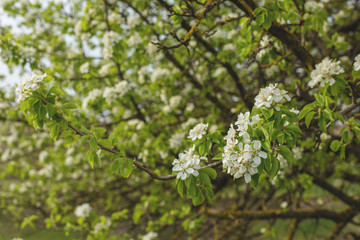 Blossoming tree in spring close-up