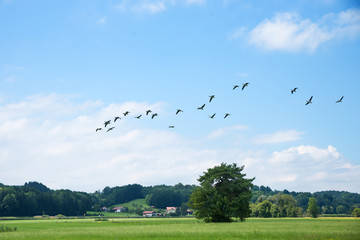 Gänseschwarm in der Luft, Vogelschutzgebiet Chiemsee, Oberbayern © SusaZoom