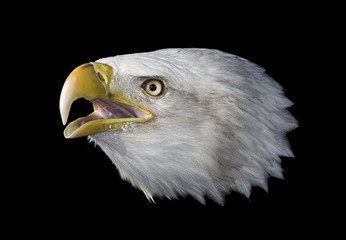 Bald Eagle on Black 20