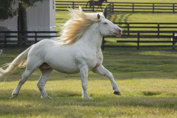 Obraz na płótnie Canvas American White draft horse gelding
