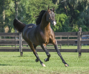 Arabian Horse stallion