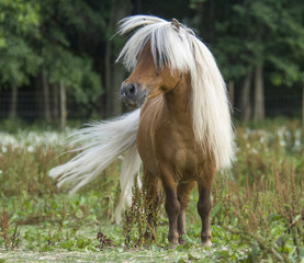 Miniature Horse stallion 