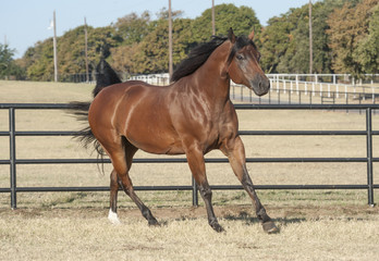 Bay Quarter Horse stallion