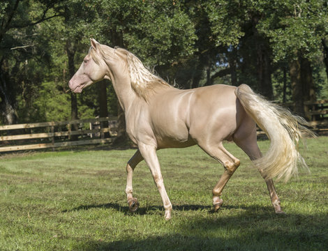 Cremallo Morgan Horse stallion