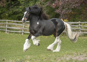 Obraz na płótnie Canvas Gypsy Vanner Horse stallion running