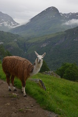 Fototapeta premium llama