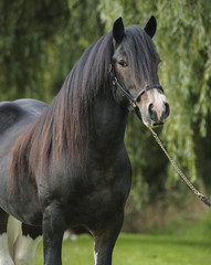 Obraz premium Gypsy Horse stallion head on lad rope