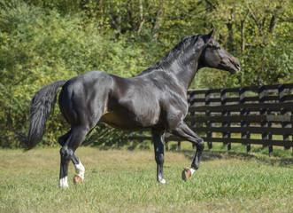 Obraz na płótnie Canvas Warmblood stallion