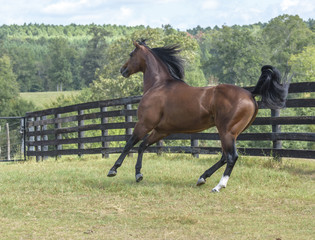 Quarter Horse stallion in action