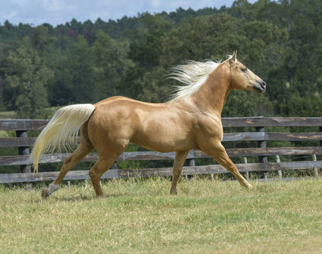Palomino Quarter Horse Stallion" Images – Browse 2 Stock Photos, Vectors,  and Video | Adobe Stock